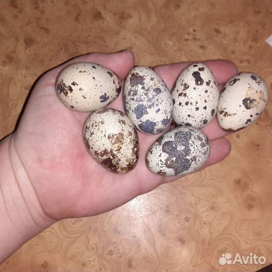 Мясо и яйца перепелов