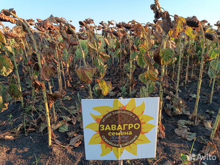 Семена гибридов подсолнечника Куба, Валентина