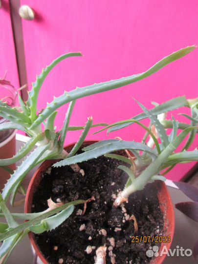 Комнатные цветы