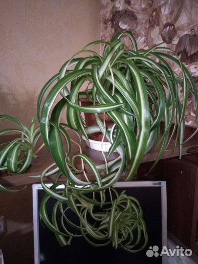 Хлорофитум кудрявый