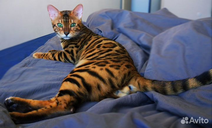Бенгальский кот вязка
