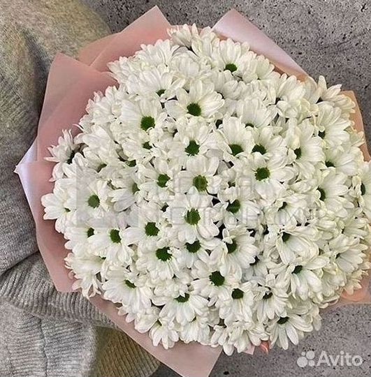 Хризантема Цветы Доставка