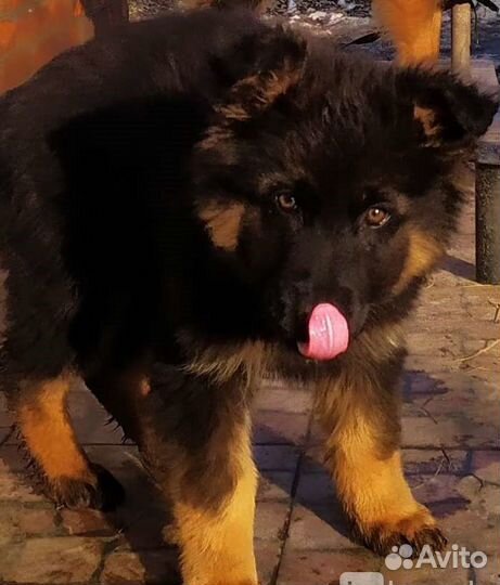 Лохматые щенки немецких овчарок медвежьего типа