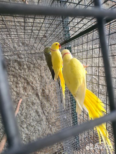 Ожереловый попугай