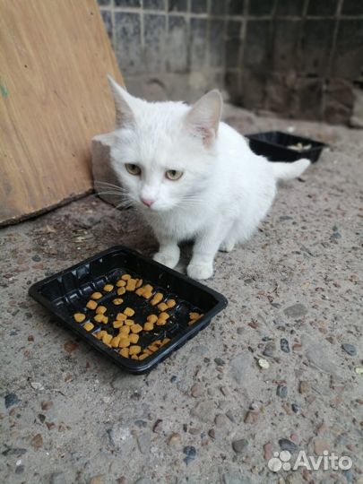 Кошечка в добрые руки