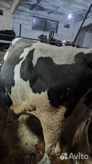 Корова на мясо