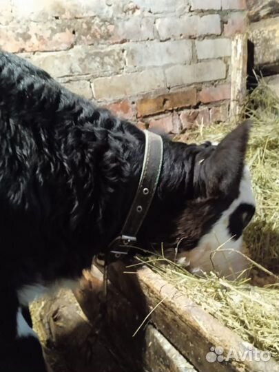 Продаются две телочки