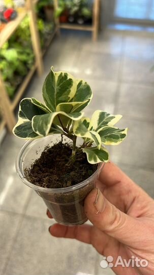 Фикус триангулярис вайт марджин