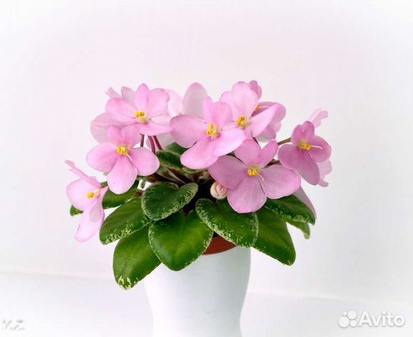 Фиалка мини