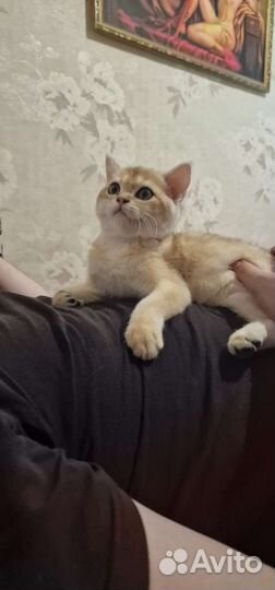 Котик золотая шиншилла