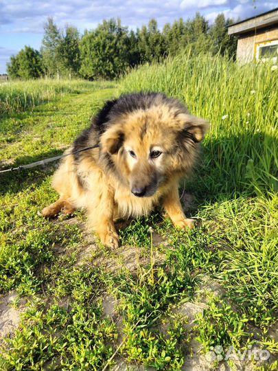 Собака в добрые руки отдам бесплатно