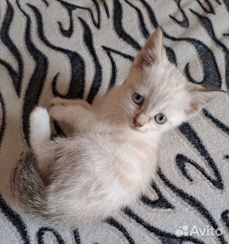 Котята-метисы в добрые руки