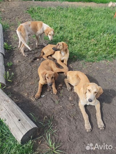 Собаки бесплатно