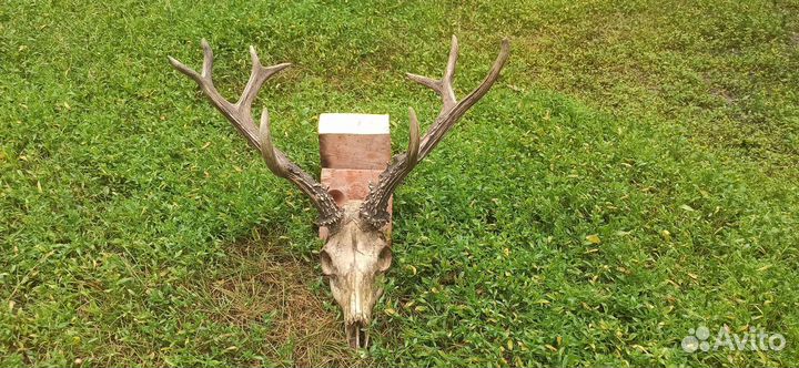 Рога косули