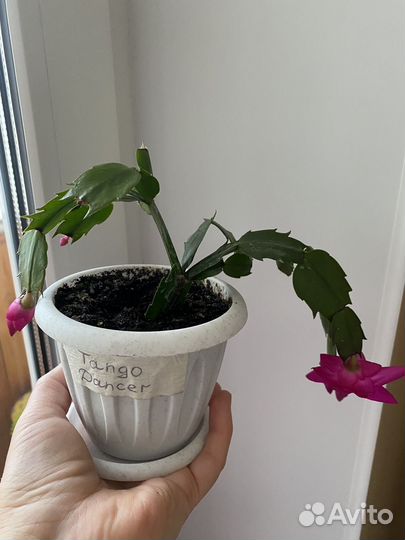 Сортовые декабристы