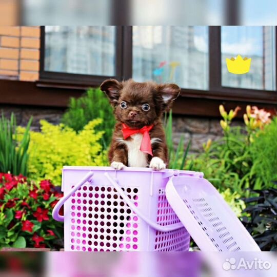Щеночки чихуахуа лиловые настоящие Мини