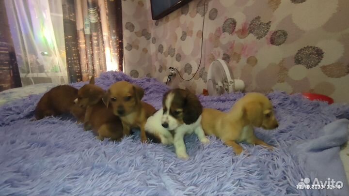Собаки щенки