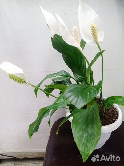 Спатифиллум женское счастье цветущий