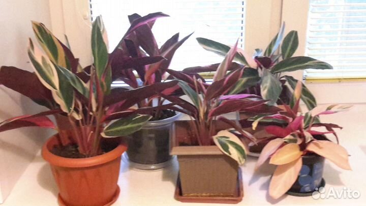 Строманта - домашние красавцы Триколор