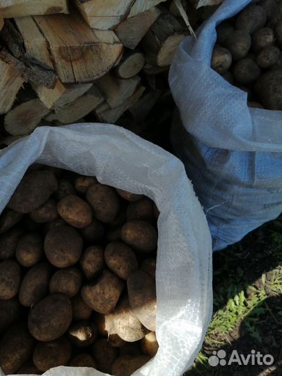 Картошка продажа ведром