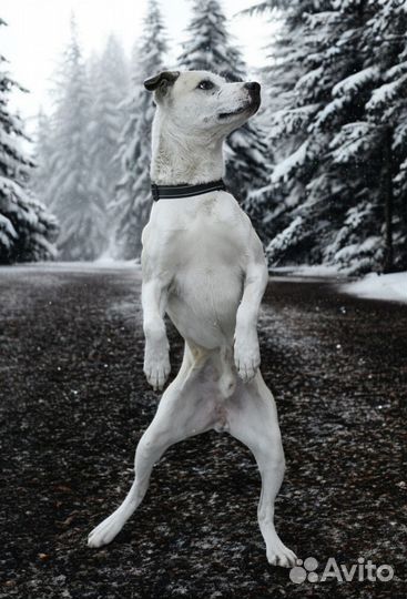 Илай ищет дом