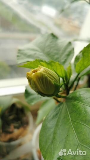 Гибискус китайская роза