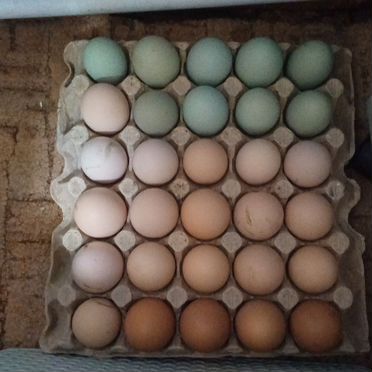 Инкубационное яйцо кур несушек