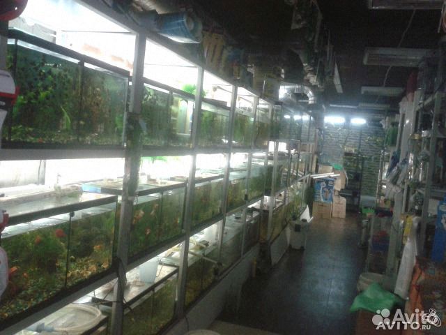 Аквариумные рыбки, большой выбор