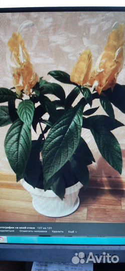 Пахистахис