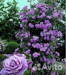 Плетистая роза Индиголетта