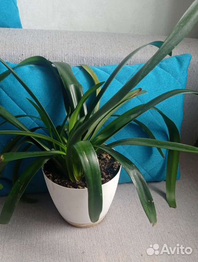 Кливия оранжевая