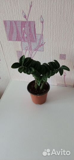 Замиокулькас Зензи, замиокулькас прост