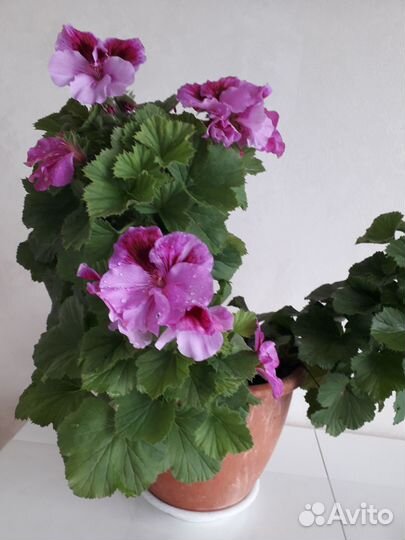 Королевская герань