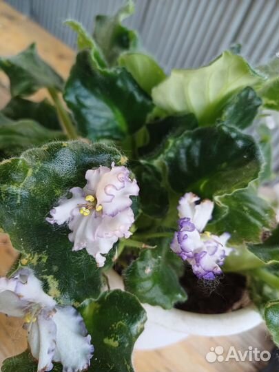 Фиалки сортовые в горшках