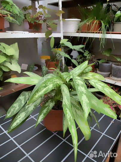 Аглаонема (Кристина)