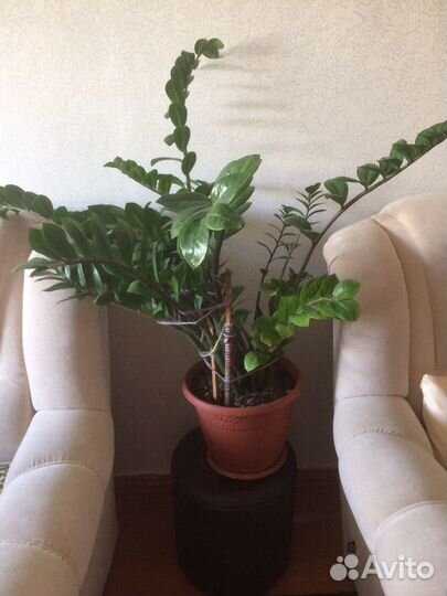 Живые цветы