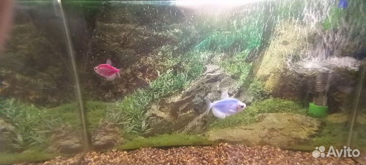 Аквариум с рыбками