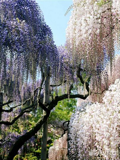 Лиана Глициния разных цветов