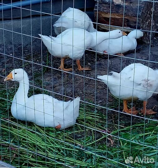 Гусята подрощенные