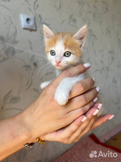 Отдам в добрые руки