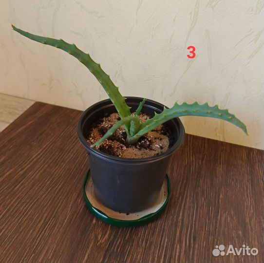 Алоэ лечебное столетник