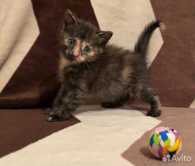 Сабрина - котенок-девочка с черепаховым окрасом