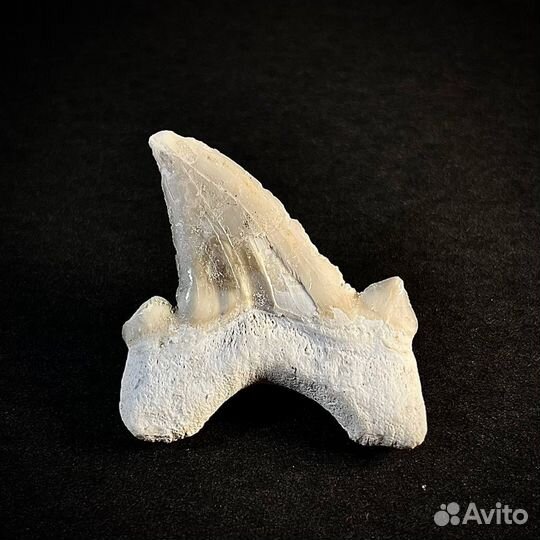 Зуб акулы Otodus окаменелость ископаемое