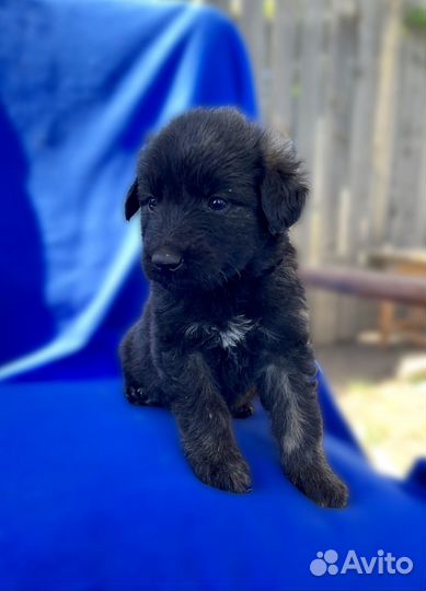 Щенки в добрые ручки мальчики красавчики