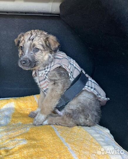 Щенок в добрые руки бесплатно