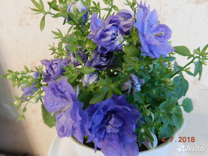 Кампанула или жених махровый