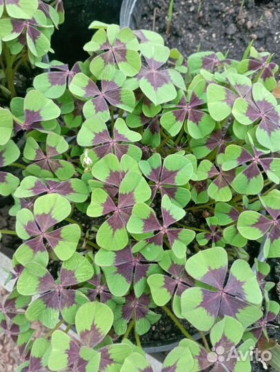 Кислица оксалис Айрон Кросс