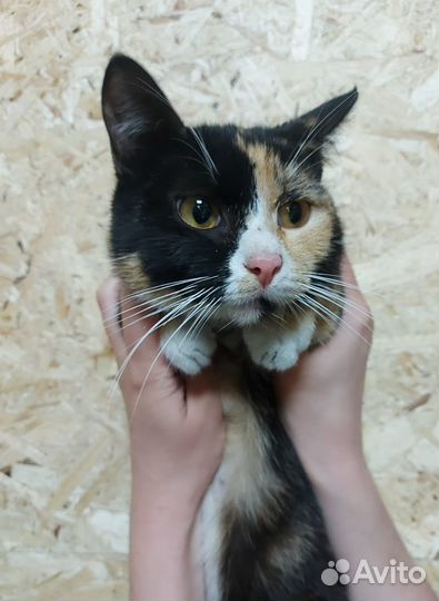 Европейская кошка