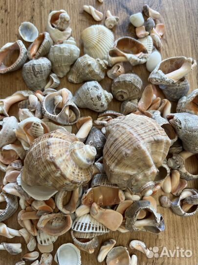 Морские ракушки
