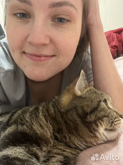 Передержка кошек